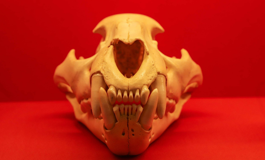 Série especial - MUPA