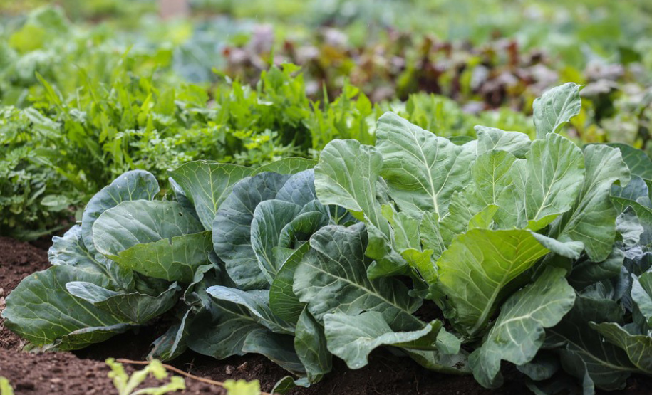 Santa Tereza do Oeste recebe 2º Dia de Campo de SPDH