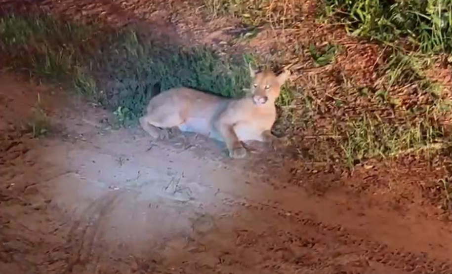 Captura da onça parda mobilizou técnicos do Instituto Água e Terra (IAT), militares do Batalhão de Polícia Ambiental-Força Verde (BPAmb-FV) e um médico veterinário anestesista. Animal é um macho com 36 quilos, jovem e saudável. PR