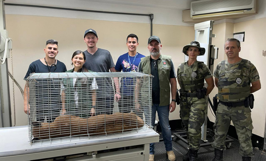Captura da onça parda mobilizou técnicos do Instituto Água e Terra (IAT), militares do Batalhão de Polícia Ambiental-Força Verde (BPAmb-FV) e um médico veterinário anestesista. Animal é um macho com 36 quilos, jovem e saudável.