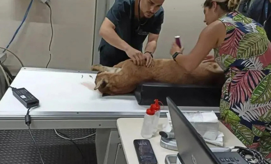 Captura da onça parda mobilizou técnicos do Instituto Água e Terra (IAT), militares do Batalhão de Polícia Ambiental-Força Verde (BPAmb-FV) e um médico veterinário anestesista. Animal é um macho com 36 quilos, jovem e saudável.