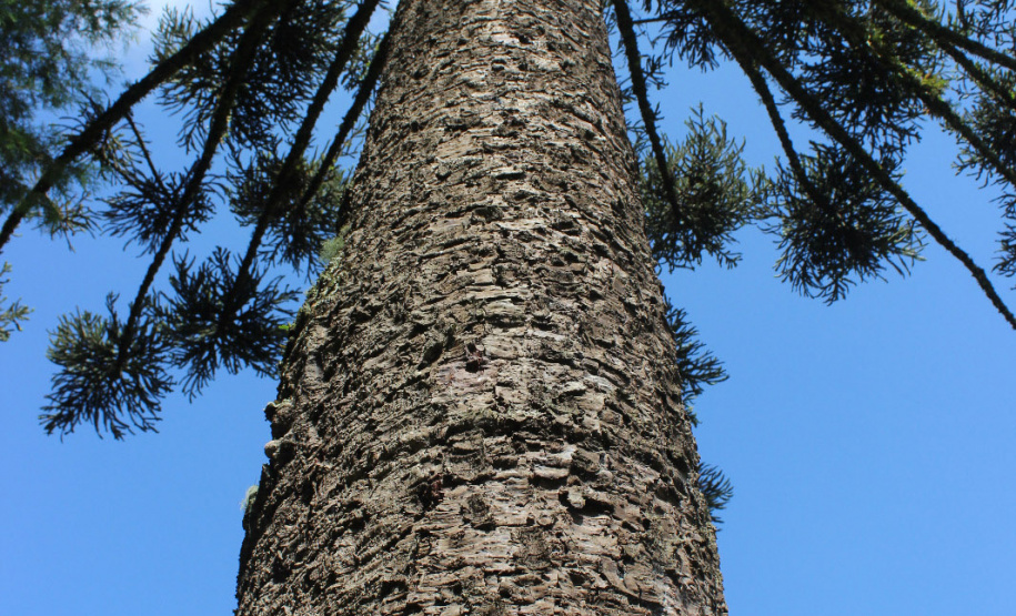 A colheita, venda, transporte e armazenamento do pinhão estão liberados no Paraná a partir deste sábado, 1º de abril. IAT alerta para a necessidade de semente da Araucária estar madura para ser comercializada