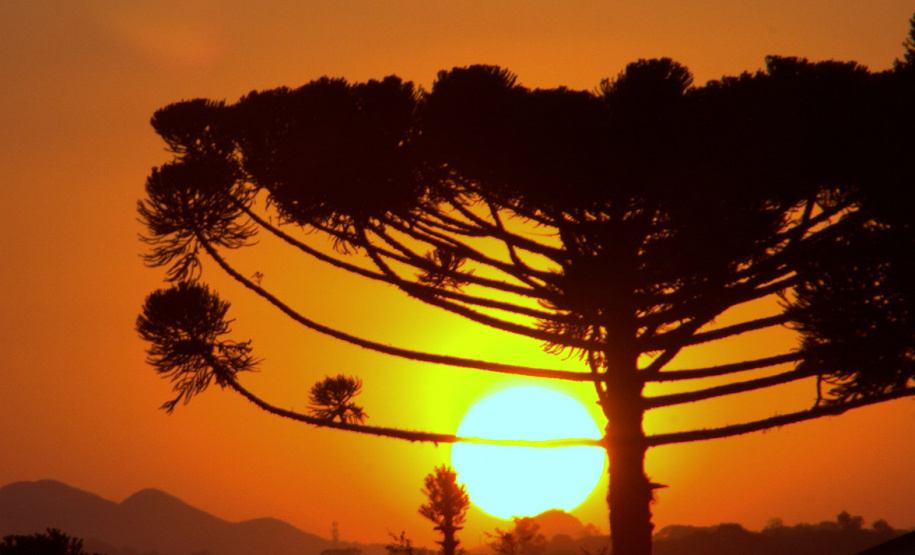 A colheita, venda, transporte e armazenamento do pinhão estão liberados no Paraná a partir deste sábado, 1º de abril. IAT alerta para a necessidade de semente da Araucária estar madura para ser comercializada