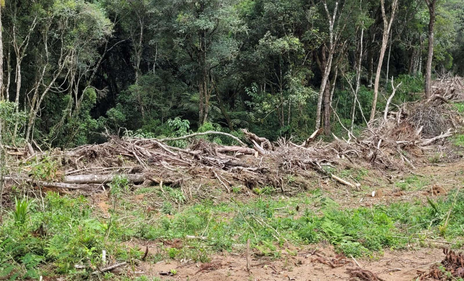 Desmatamento Quitandinha