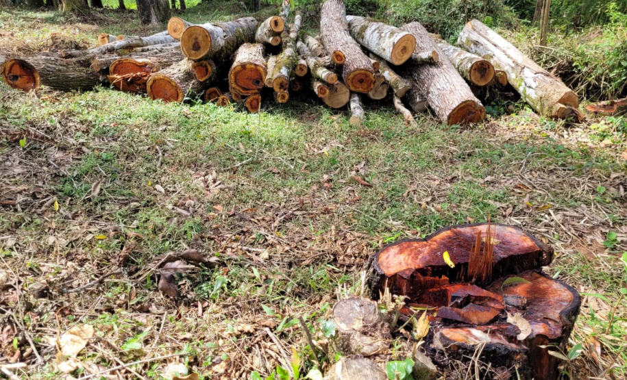 Desmatamento Quitandinha