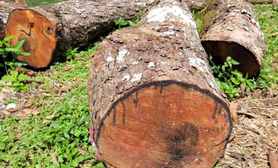 Desmatamento Quitandinha