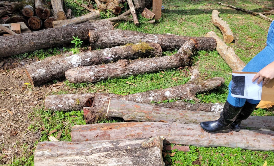 Desmatamento Quitandinha