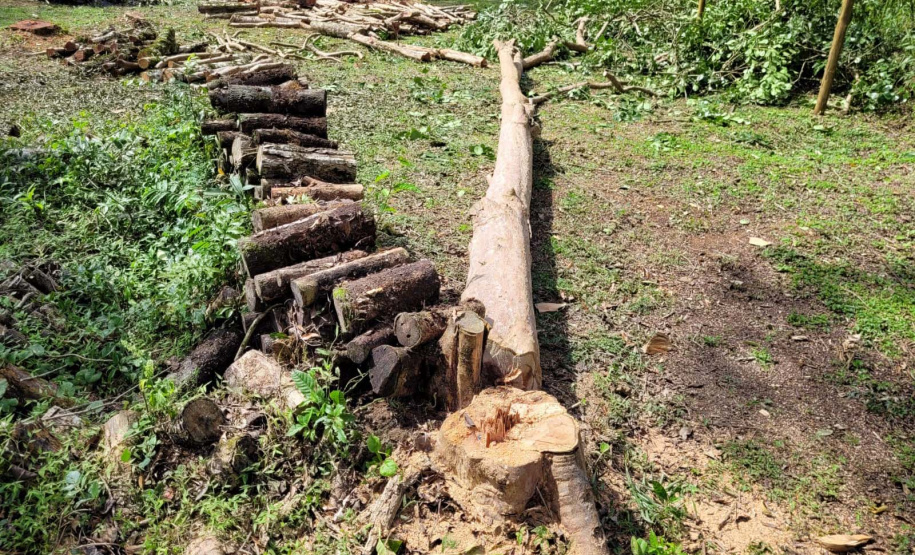 Desmatamento Quitandinha