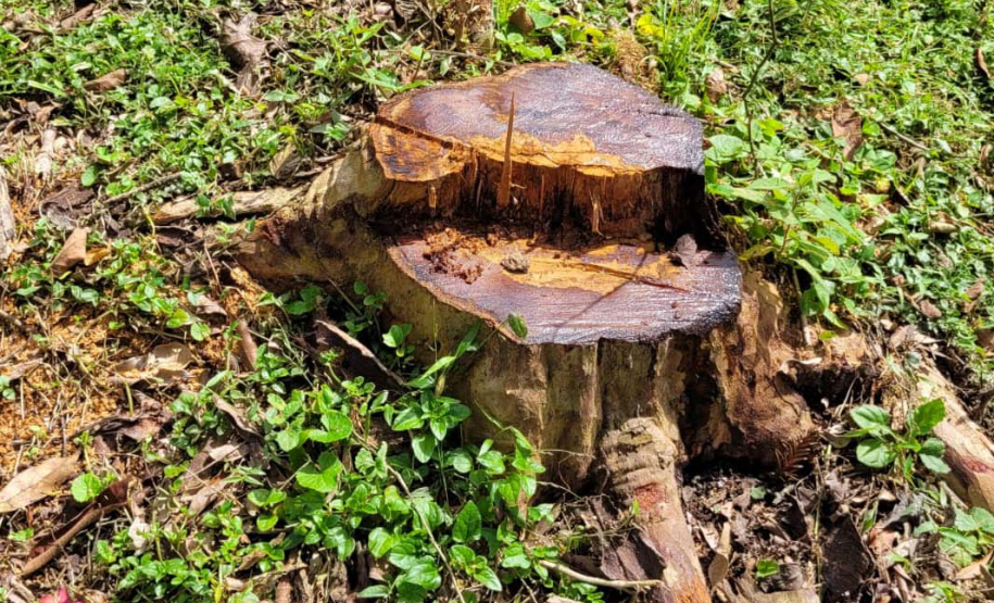 Desmatamento Quitandinha