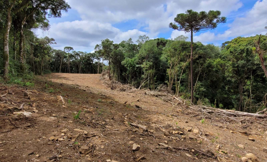 Desmatamento Quitandinha