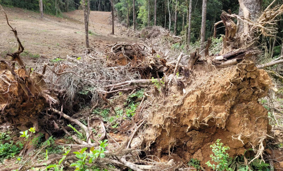 Desmatamento Quitandinha