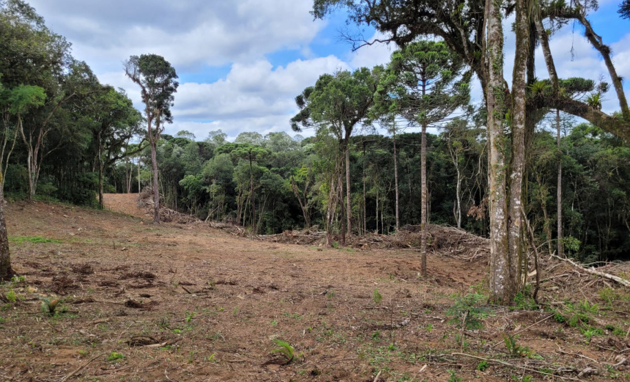 Desmatamento Quitandinha