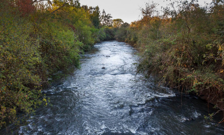 IAT vai plantar 18 mil mudas de espécies nativas em nascentes de rios do Paraná