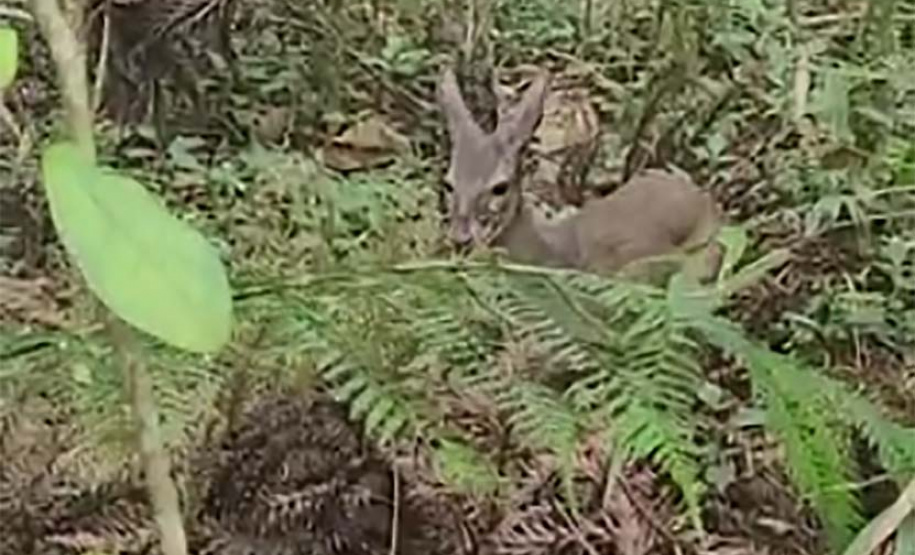 Veado, cachorro-do-mato e pássaros trinca-ferro retornam à natureza com suporte do IAT
