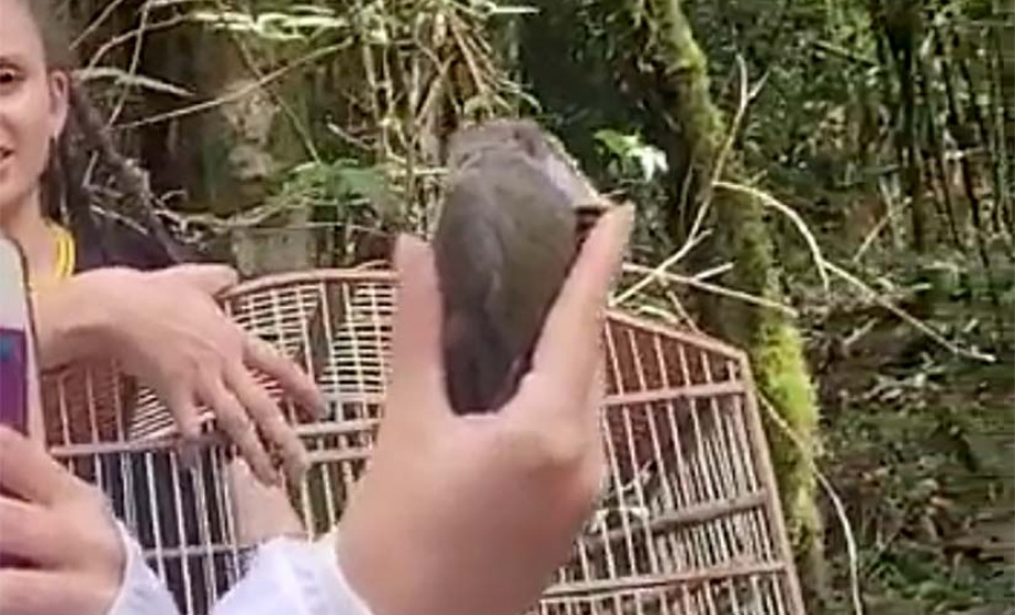 Veado, cachorro-do-mato e pássaros trinca-ferro retornam à natureza com suporte do IAT