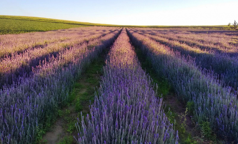 Rota da Lavanda