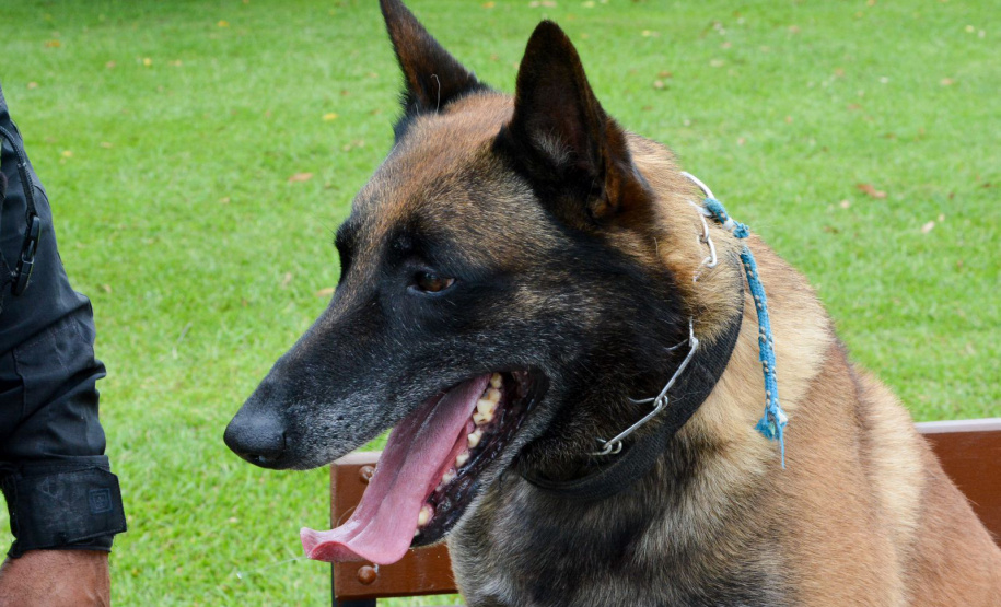 1ª Cãominhada das Forças Policiais