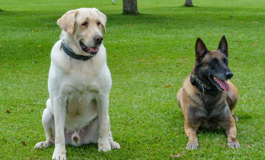 1ª Cãominhada das Forças Policiais