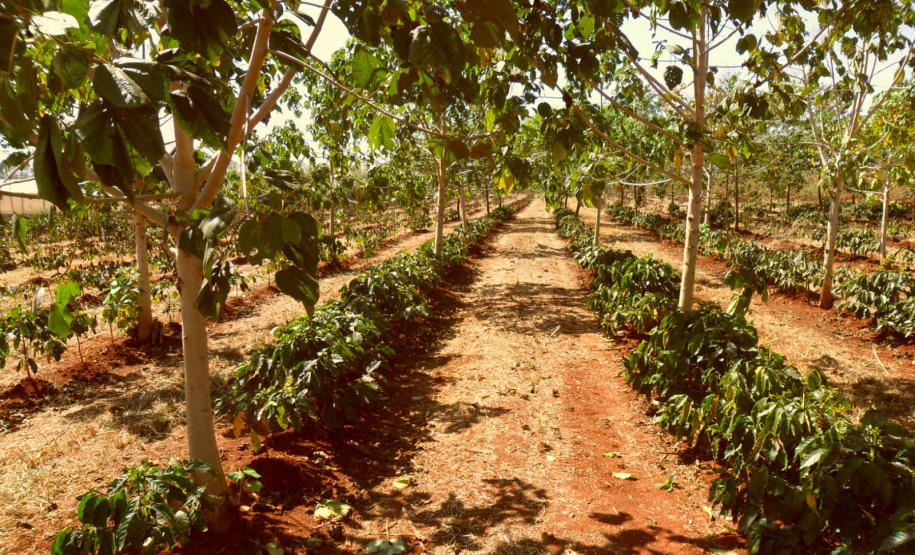 Arborização protege cafezais contra geadas