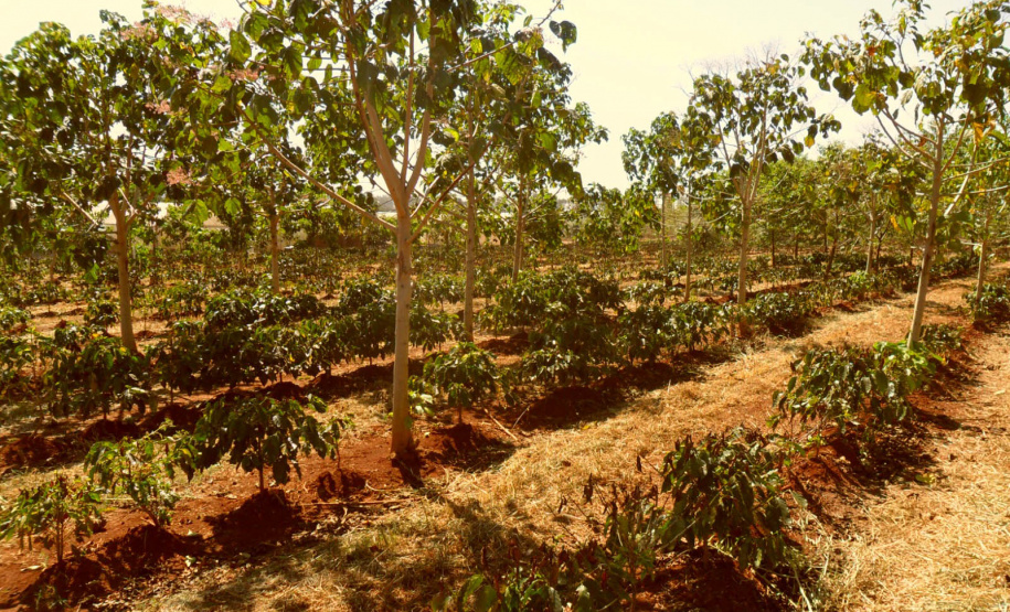 Arborização protege cafezais contra geadas