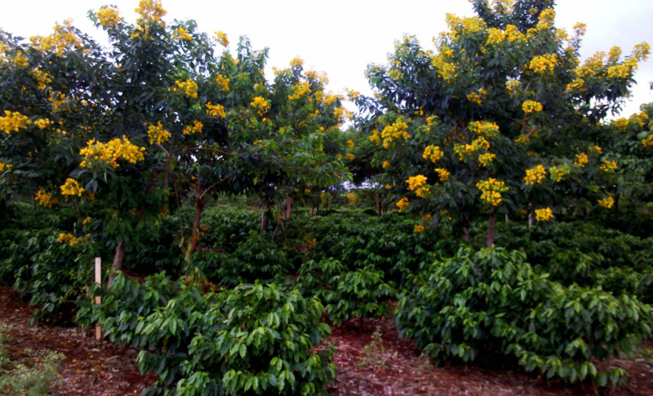 Arborização protege cafezais contra geadas