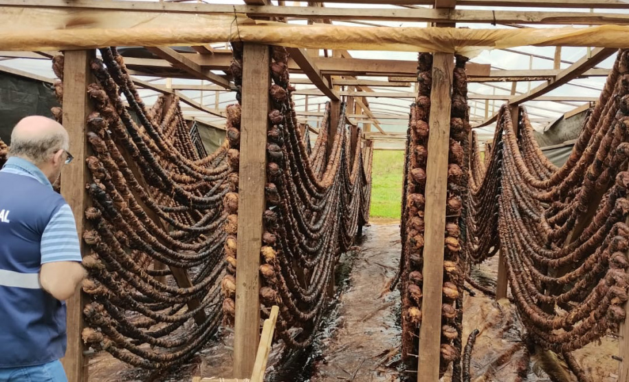 Receita Estadual identifica estoque irregular com 45 toneladas de fumo