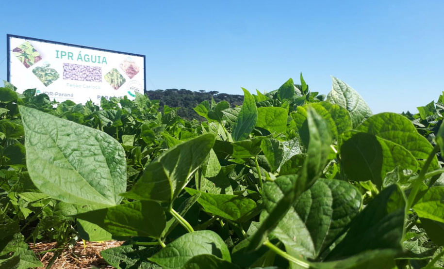 Lançamento do Feijão IPR Águia, em Ponta Grossa