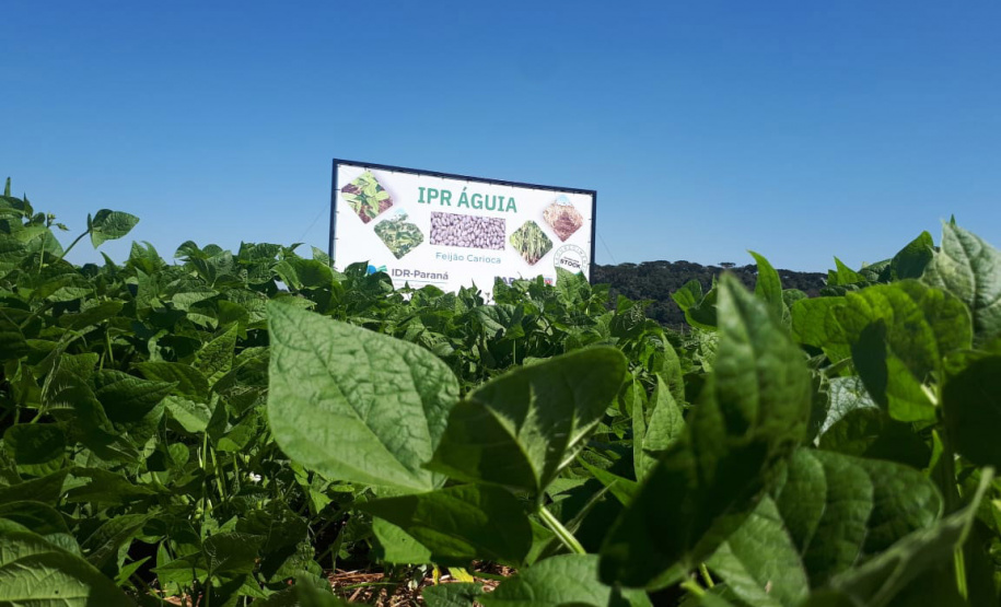Lançamento do Feijão IPR Águia, em Ponta Grossa