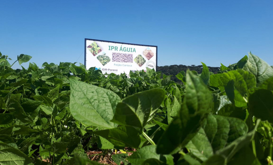 Lançamento do Feijão IPR Águia, em Ponta Grossa