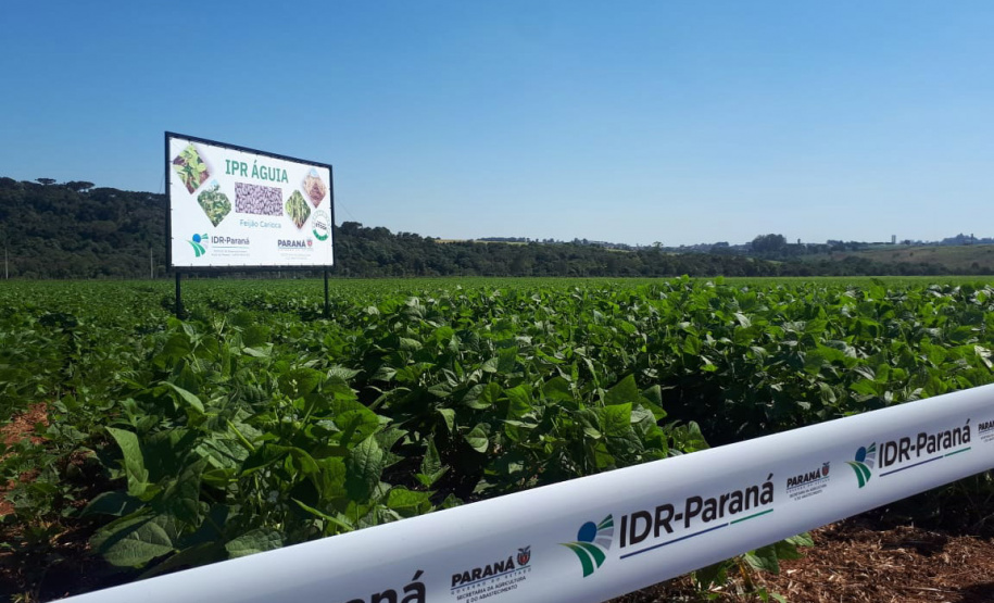 Lançamento do Feijão IPR Águia, em Ponta Grossa