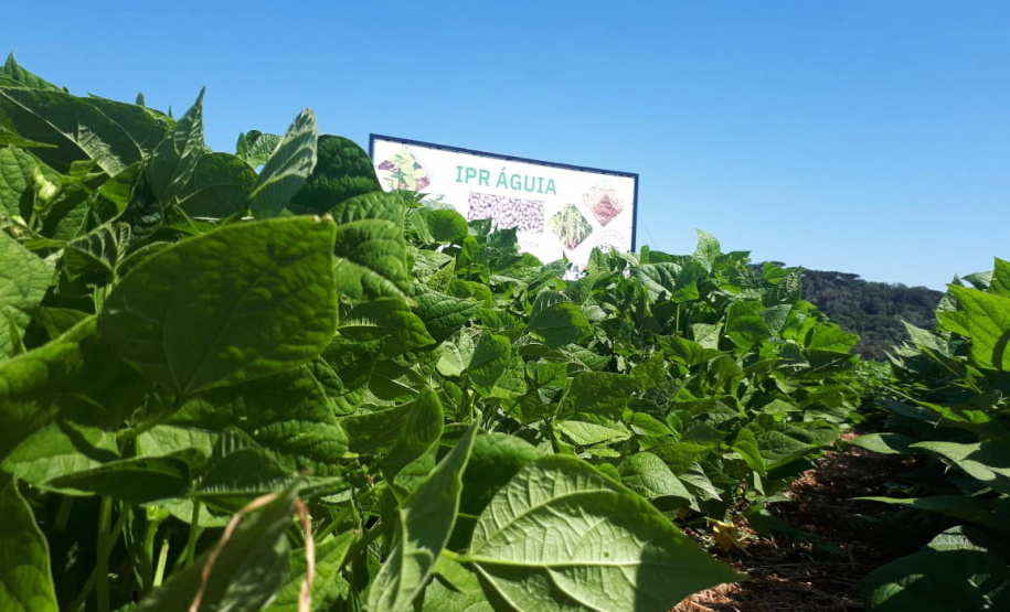 Lançamento do Feijão IPR Águia, em Ponta Grossa