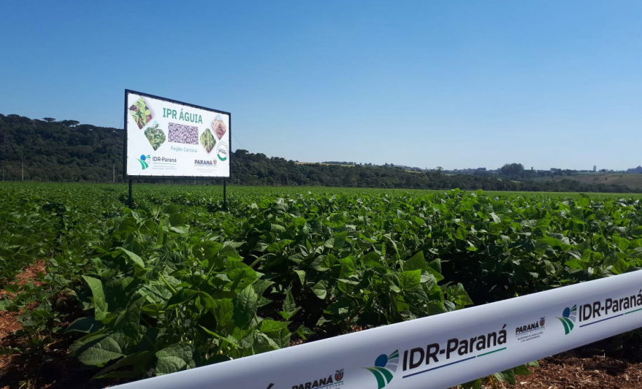 Lançamento do Feijão IPR Águia, em Ponta Grossa