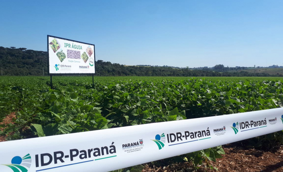 Lançamento do Feijão IPR Águia, em Ponta Grossa