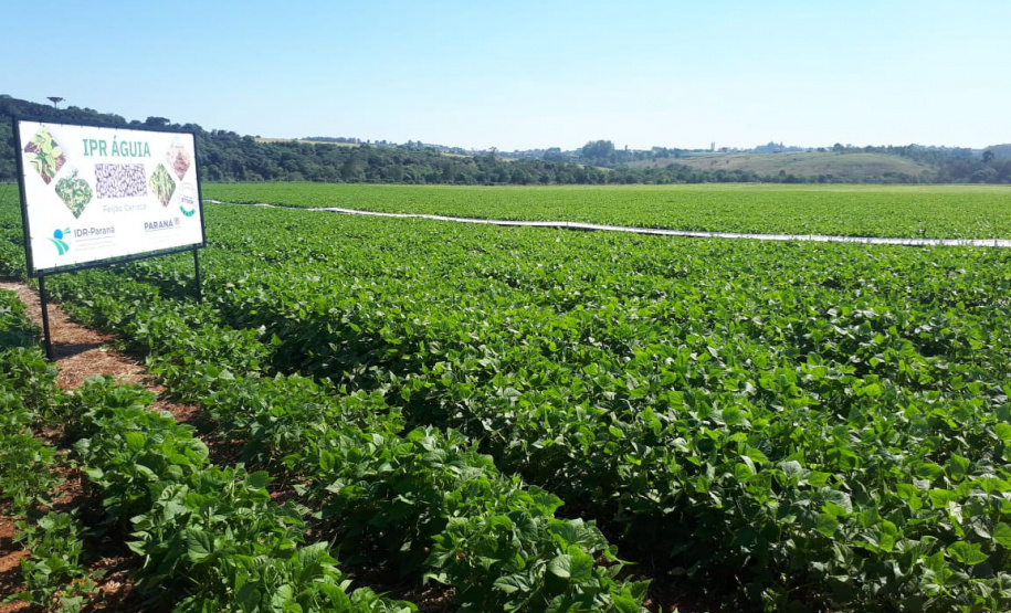 Lançamento do Feijão IPR Águia, em Ponta Grossa