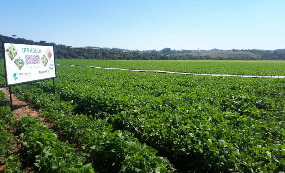 Lançamento do Feijão IPR Águia, em Ponta Grossa