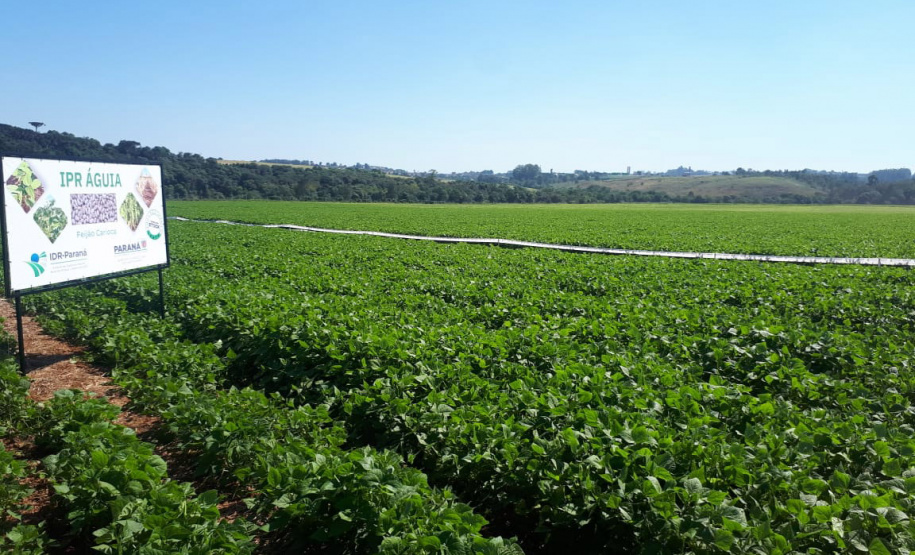 Lançamento do Feijão IPR Águia, em Ponta Grossa