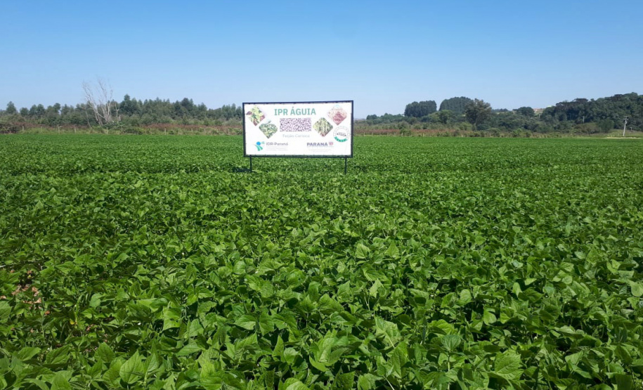 Lançamento do Feijão IPR Águia, em Ponta Grossa