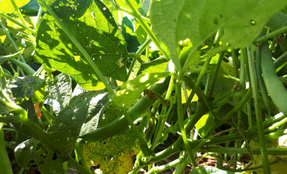 Lançamento do Feijão IPR Águia, em Ponta Grossa