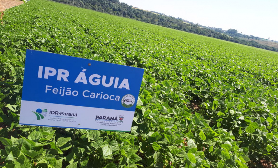 Lançamento do Feijão IPR Águia, em Ponta Grossa