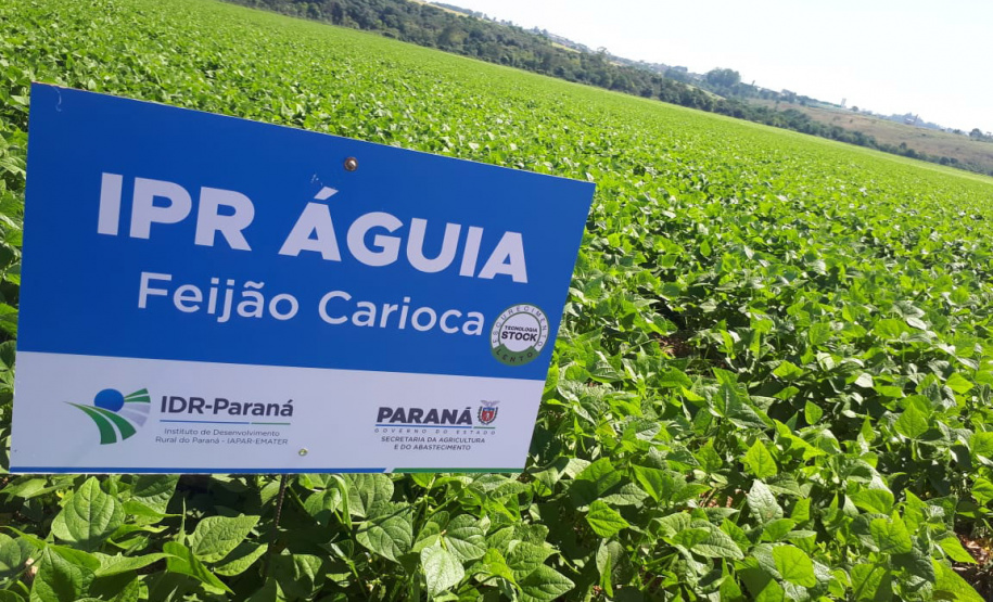 Lançamento do Feijão IPR Águia, em Ponta Grossa
