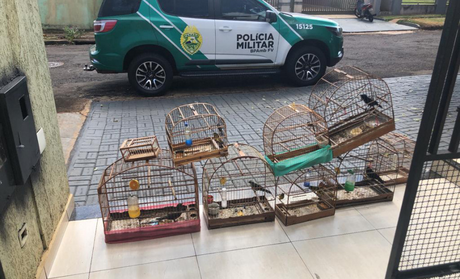 Após denúncia ao 181, Polícia Militar encontra ponto ilegal de venda de aves silvestres