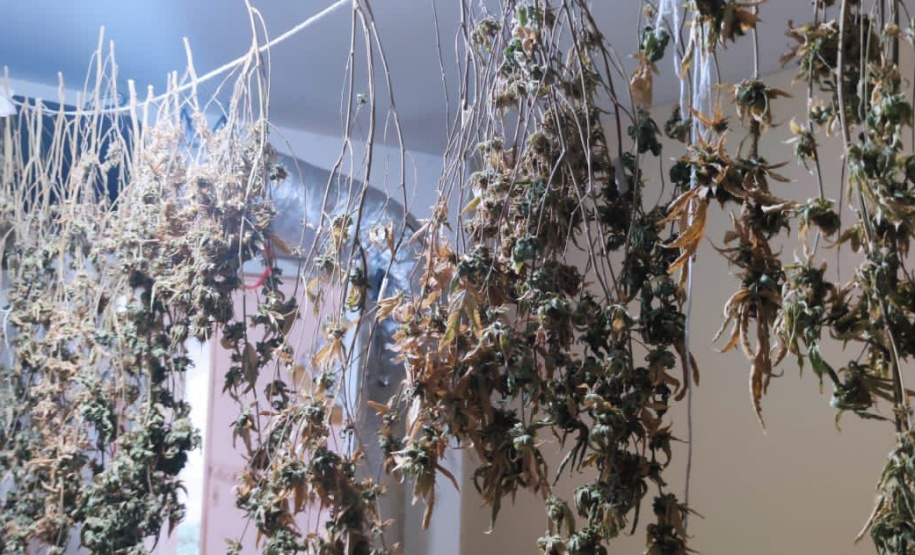 PCPR descobre estufa de maconha em Piraquara e prende duas pessoas em flagrante