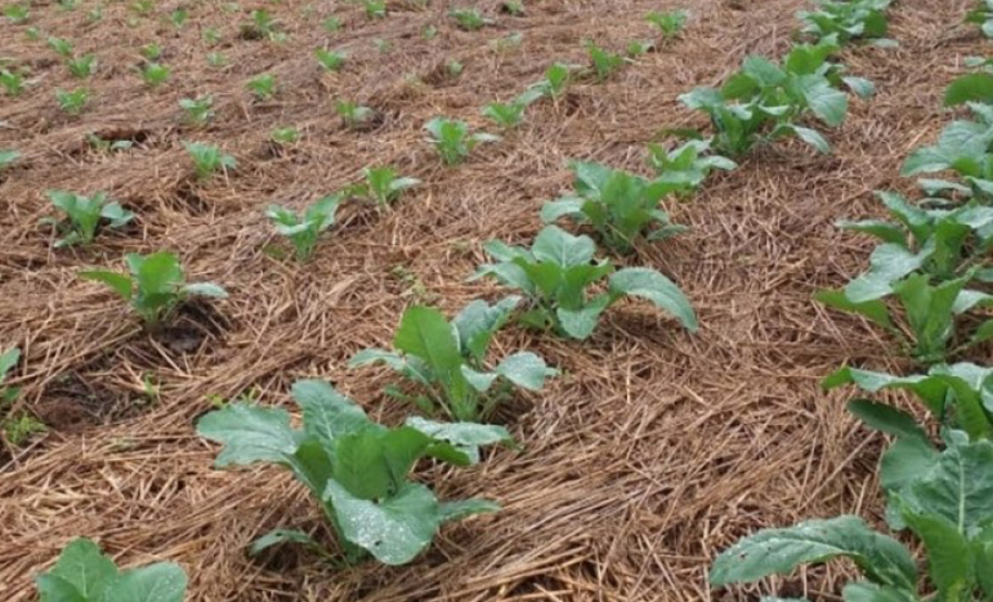 Santa Tereza do Oeste recebe 2º Dia de Campo de SPDH