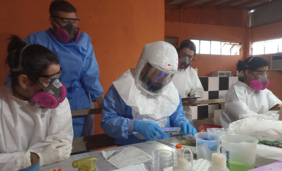 Sesa realiza ação de prevenção e controle da hantavirose em Guarapuava