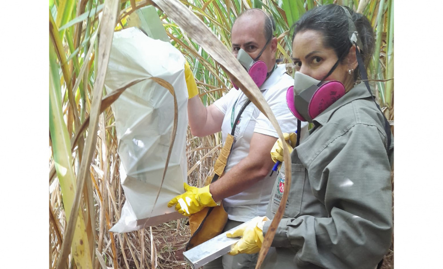 Sesa realiza ação de prevenção e controle da hantavirose em Guarapuava