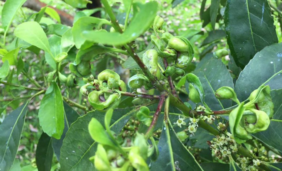 Por lei federal, Cruz Machado é titulada como capital nacional da erva-mate sombreada