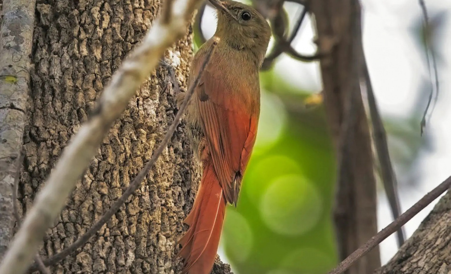 UEL publica estudos de dez anos sobre pássaros no Parque Nacional do Iguaçu