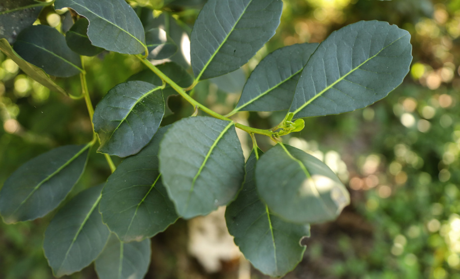 Por lei federal, Cruz Machado é titulada como capital nacional da erva-mate sombreada