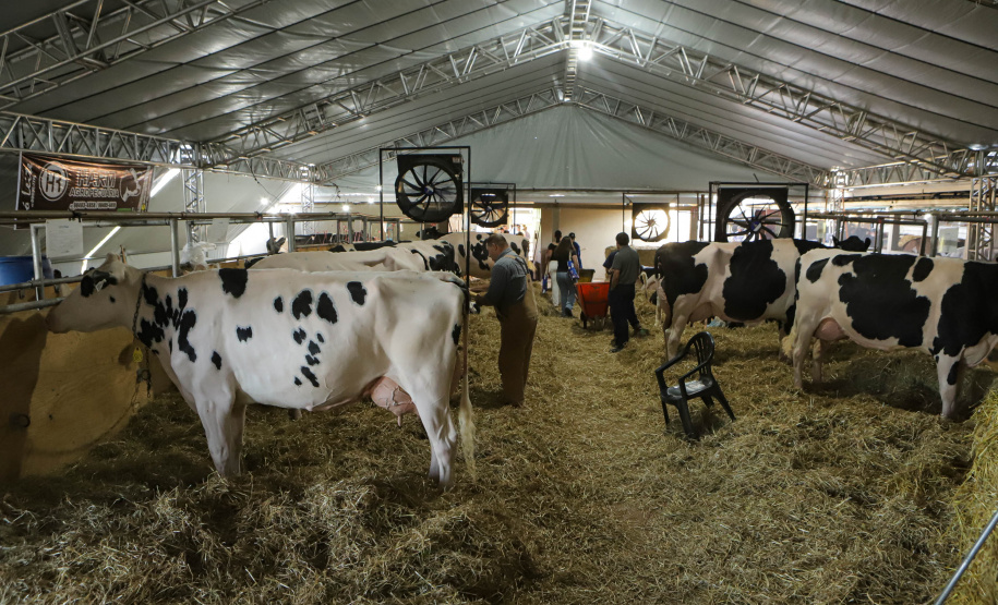 O governador Carlos Massa Ratinho Junior participou da abertura da ExpoFrísia, em Carambeí.