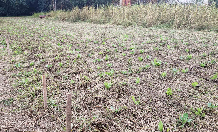 Produção agroecológica ganha impulso com encontro em estação de pesquisa